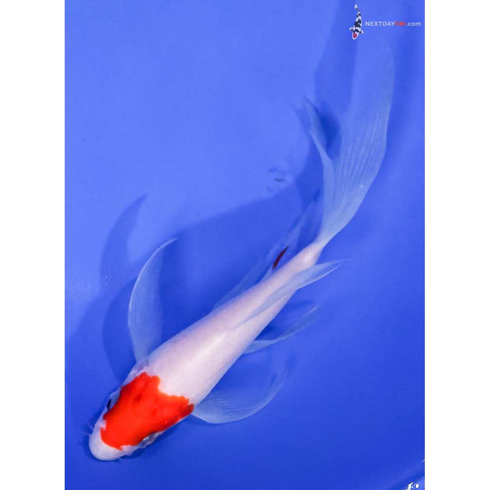 5.5” Imported Kohaku Butterfly Koi