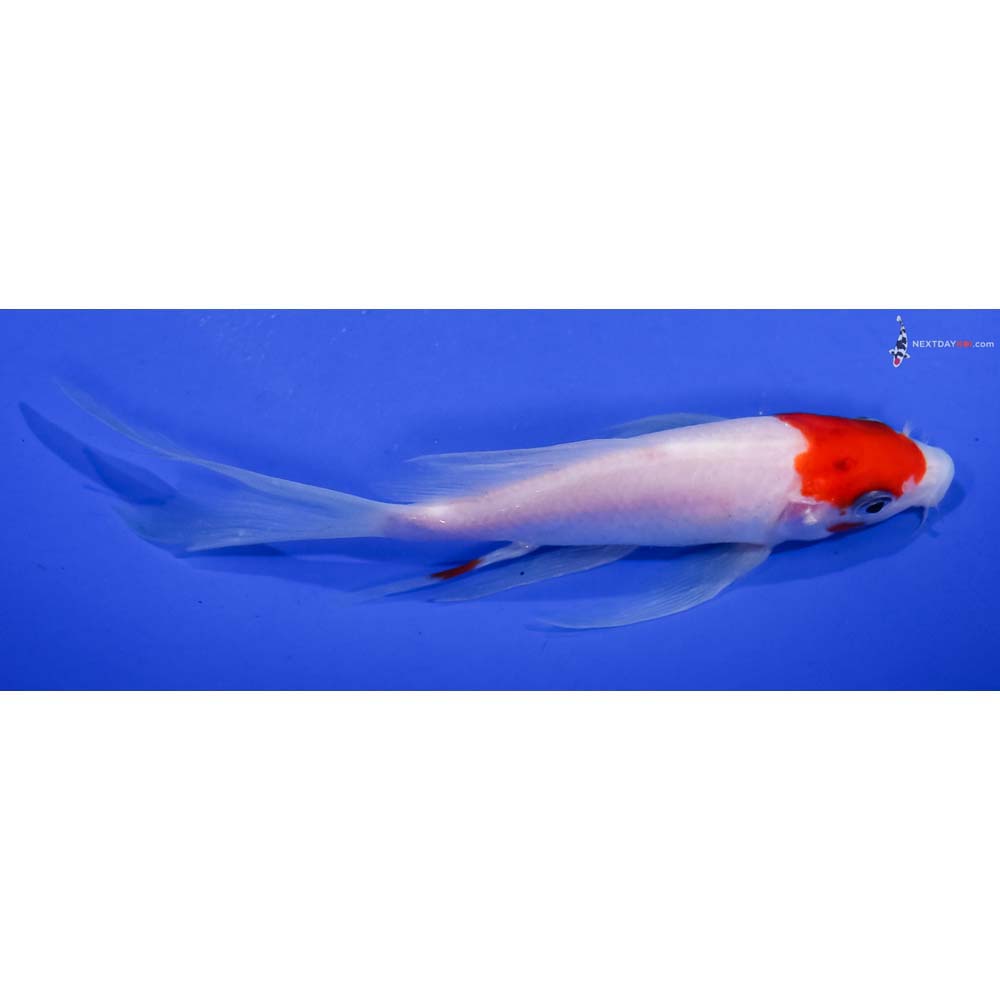 5.5” Imported Kohaku Butterfly Koi