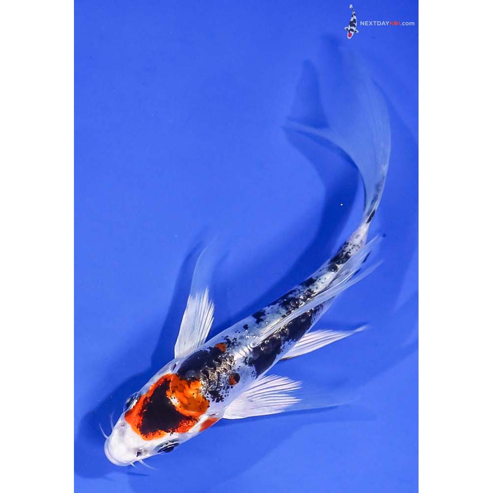 5.5” Imported Heisei Nishiki Butterfly Koi