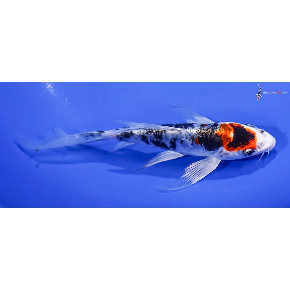 5.5” Imported Heisei Nishiki Butterfly Koi