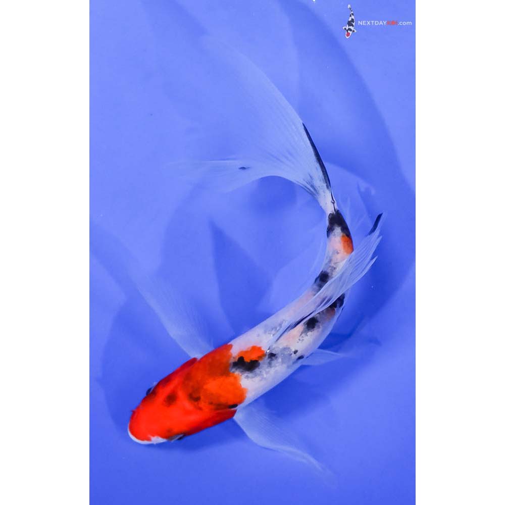 6” Imported Sanke Butterfly Koi