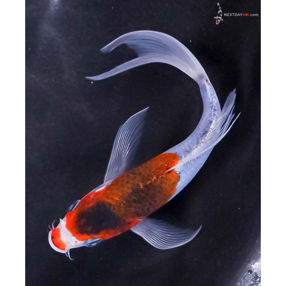 5” Imported Goromo Butterfly Koi