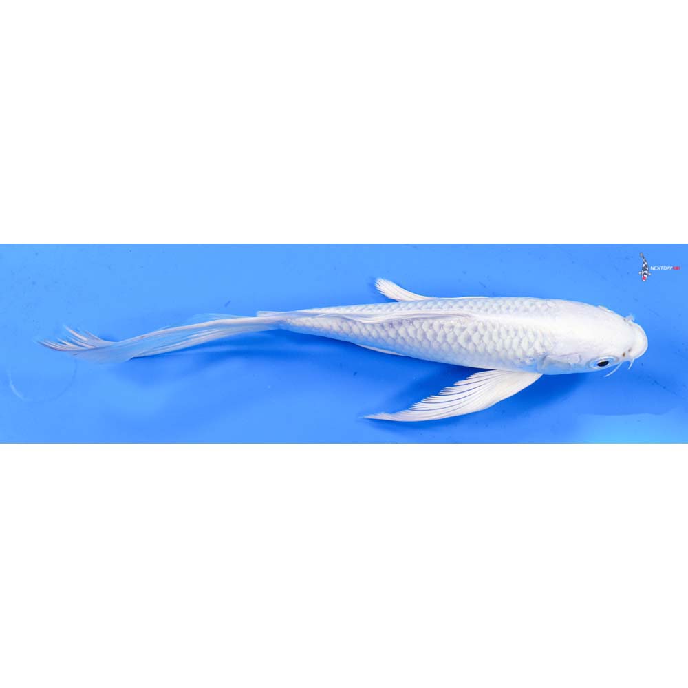 8” Imported Platinum Ogon Butterfly Koi