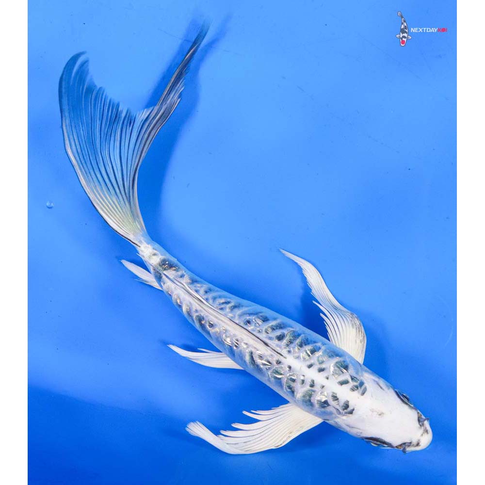 8.5” Imported Doitsu Gin Rin Gin Matsuba Butterfly Koi