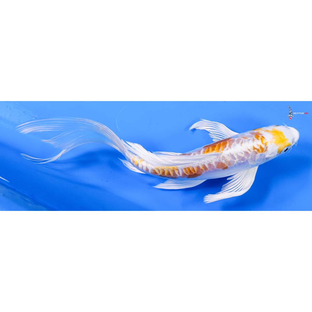 8” Imported Doitsu Lemon Hariwake Butterfly Koi