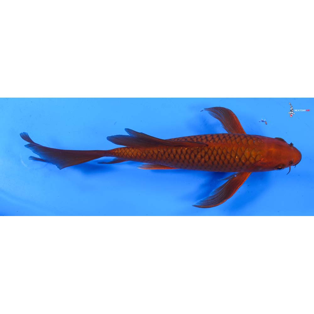 8.5” Imported Chagoi Butterfly Koi