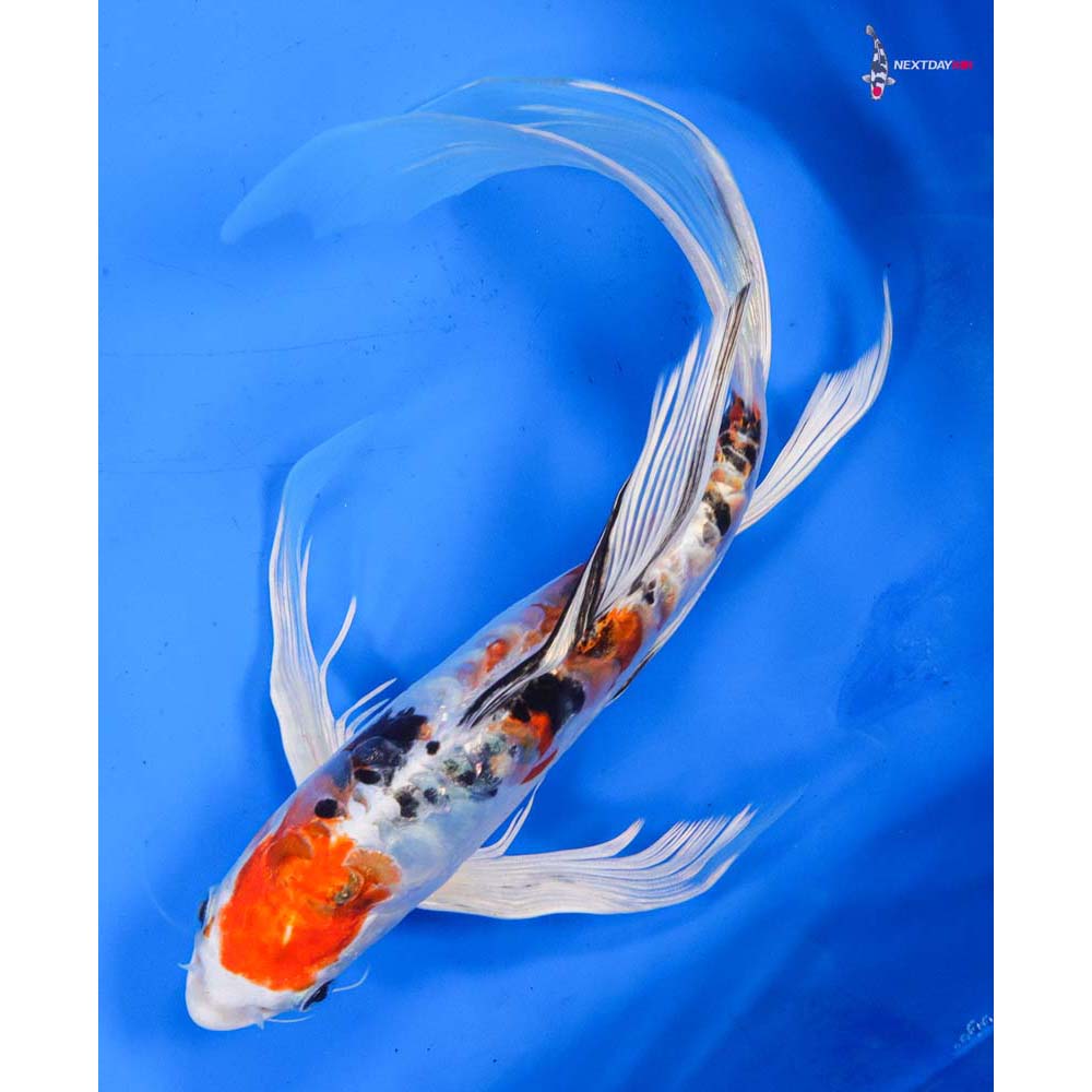 9” Imported Heisei Nishiki Butterfly Koi
