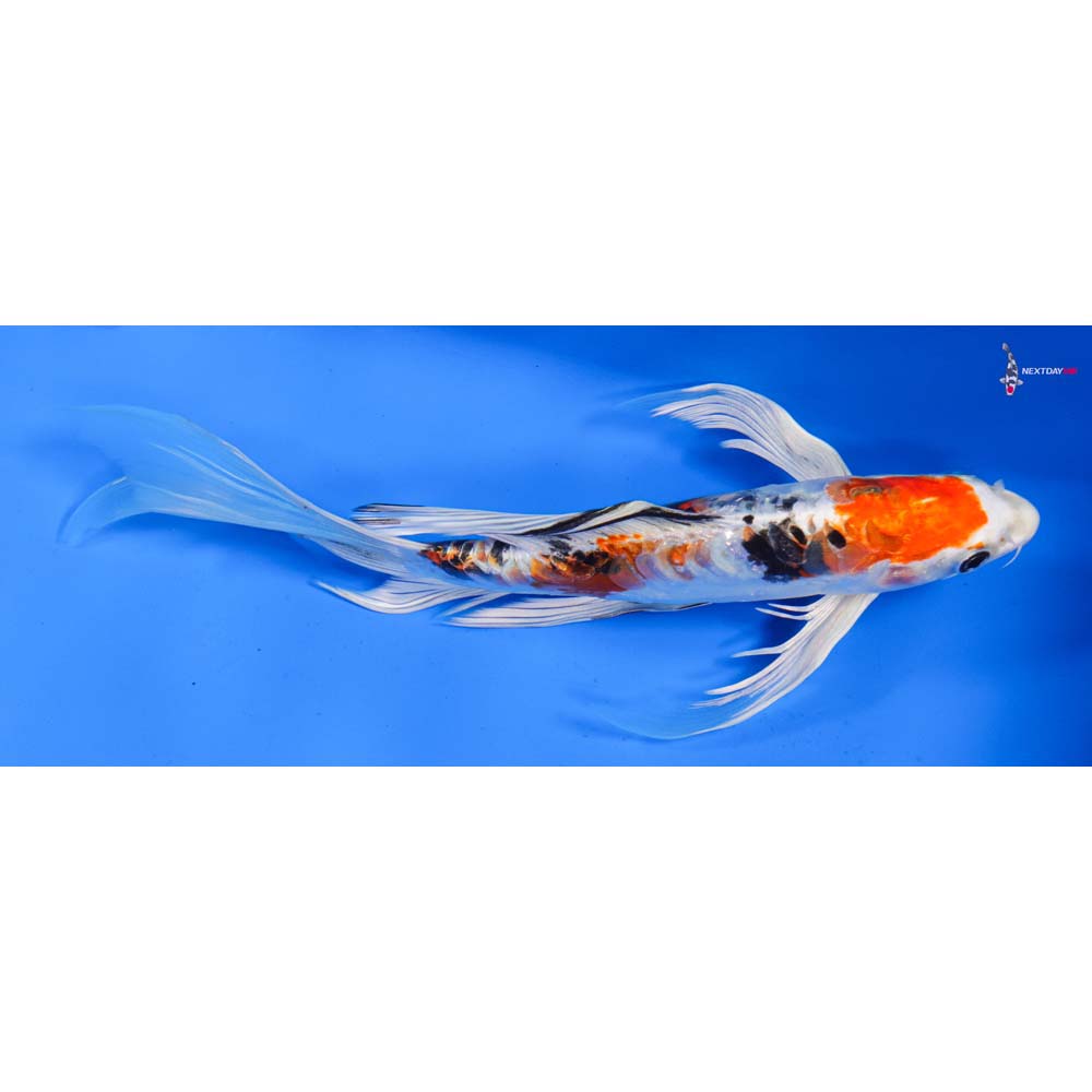 9” Imported Heisei Nishiki Butterfly Koi