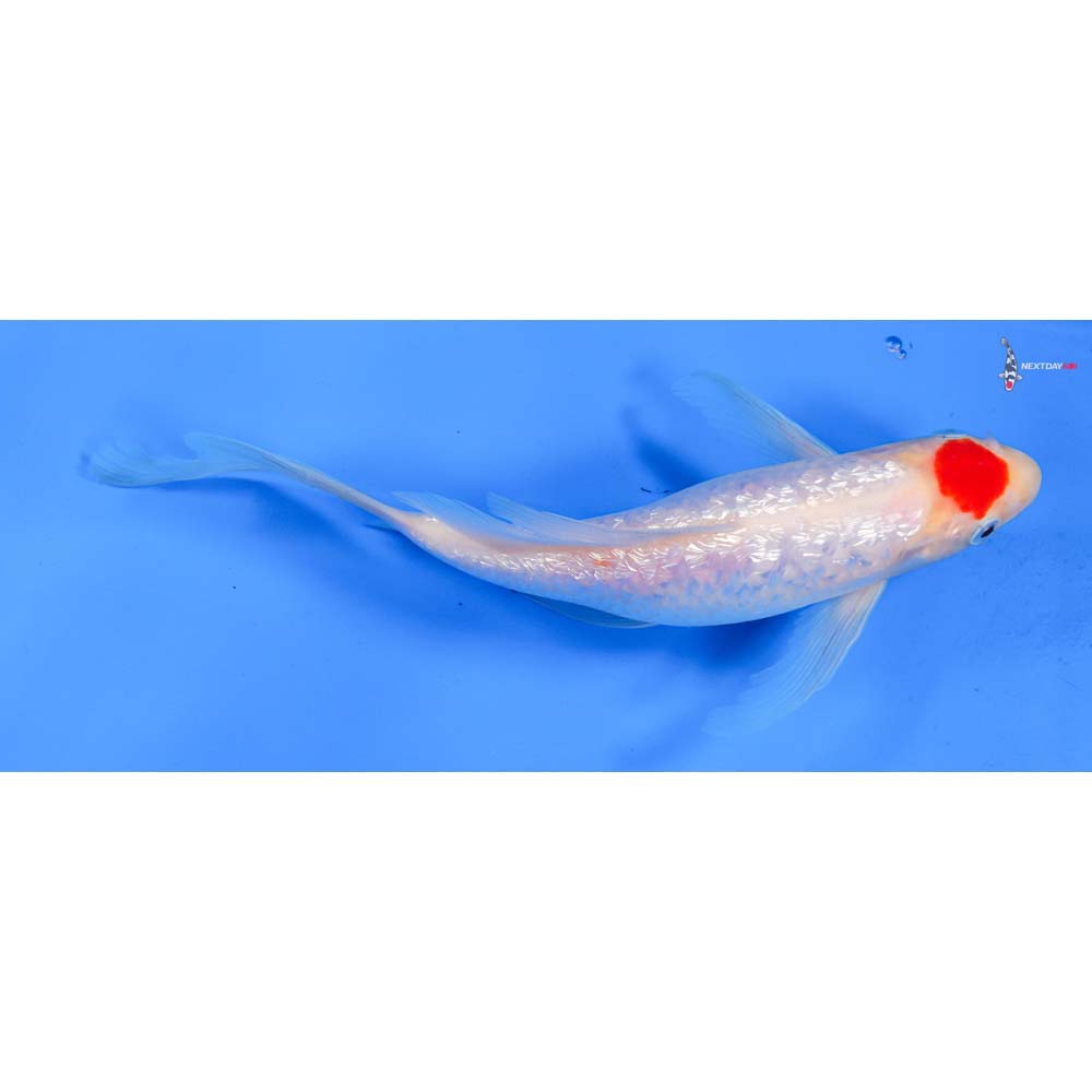 9” Imported Gin Rin Tancho Kohaku Butterfly Koi