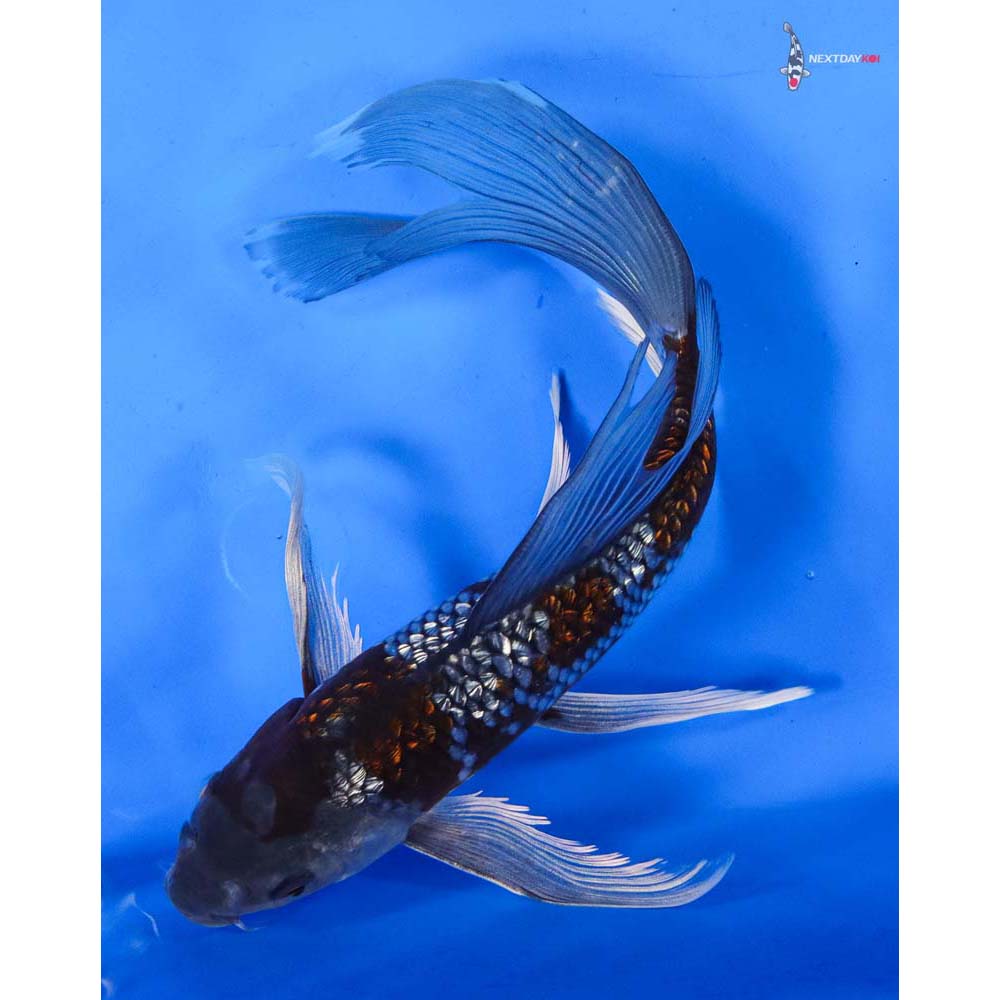 9.5” Imported Gin Rin Ochiba Shigure Butterfly Koi