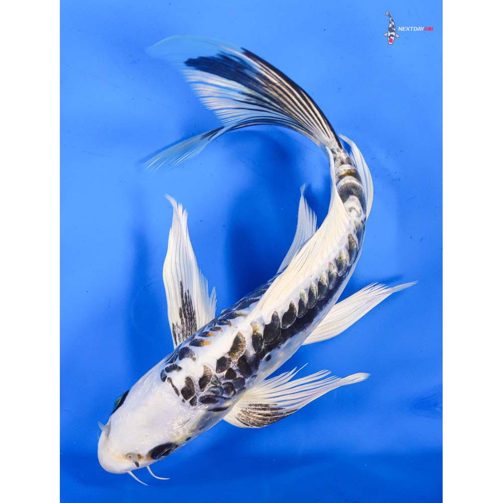 9.5” Imported Kikokuryu Butterfly Koi