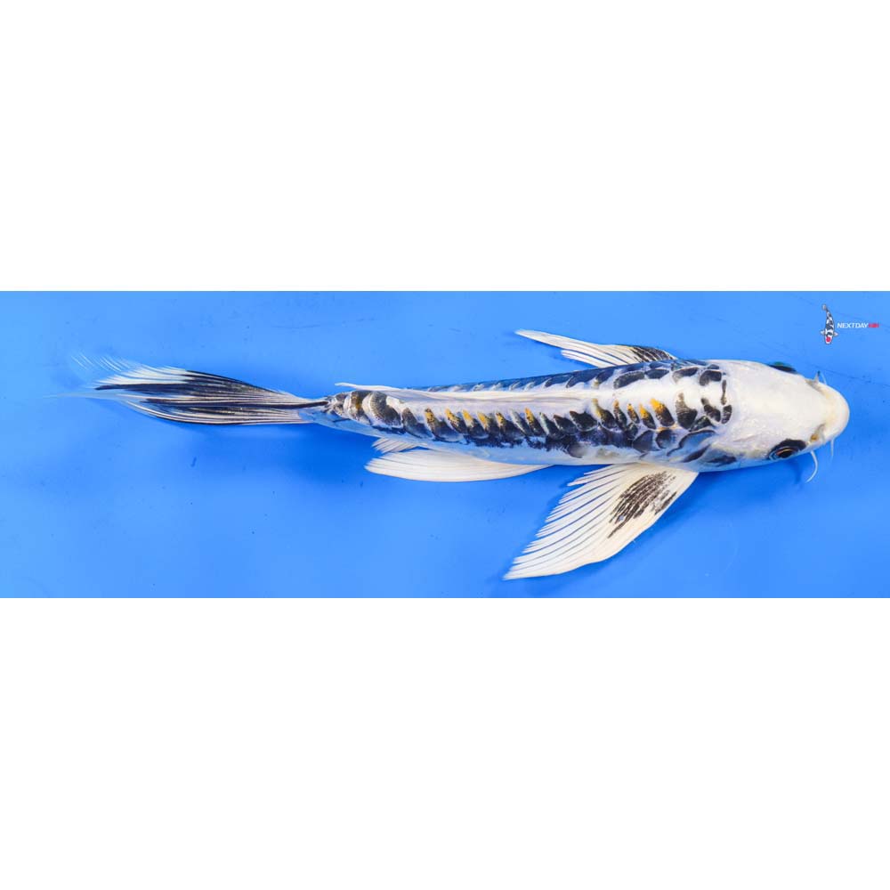 9.5” Imported Kikokuryu Butterfly Koi