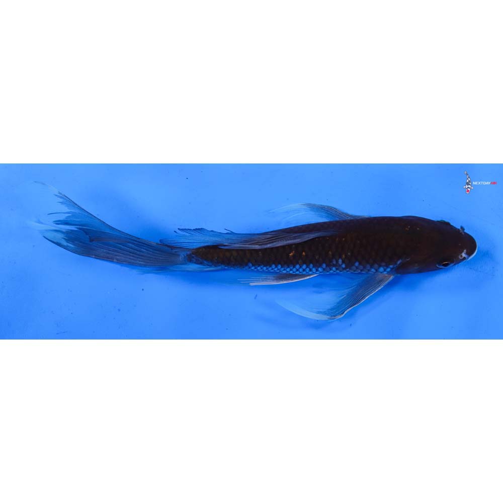 9.5” Imported Ochiba Shigure Butterfly Koi