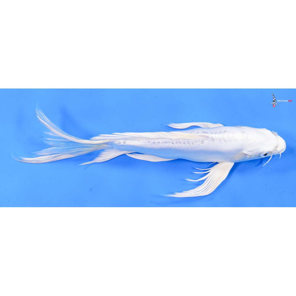 9.5” Imported Doitsu Platinum Ogon Butterfly Koi