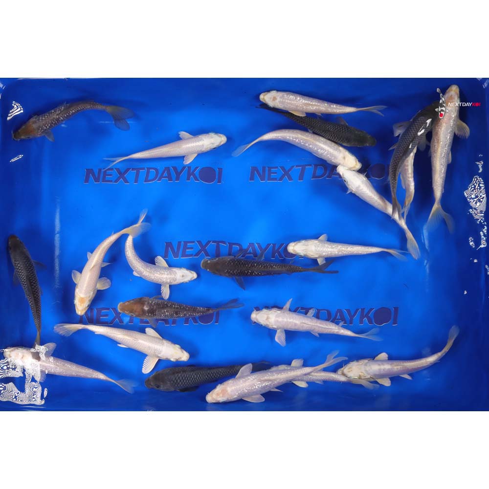 Alternative view of 6-7" Imported Soragoi and Platinum Ogon Koi Mix