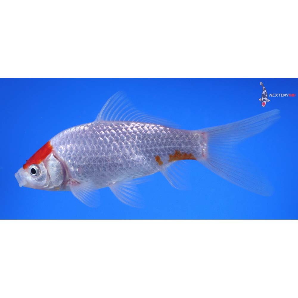 5” Imported Tancho Sarasa Comet