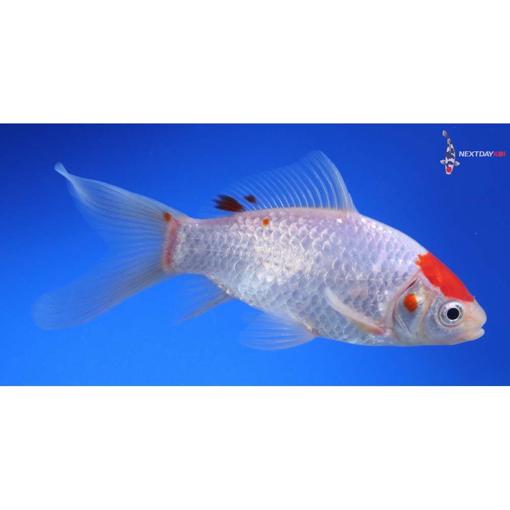 5.5” Imported Tancho Sarasa Comet