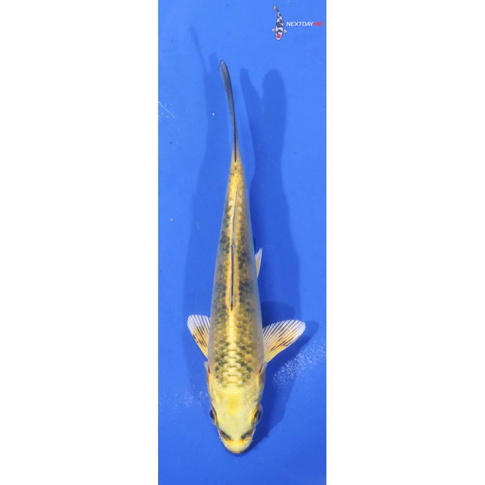 4.5” Imported Ki Bekko
