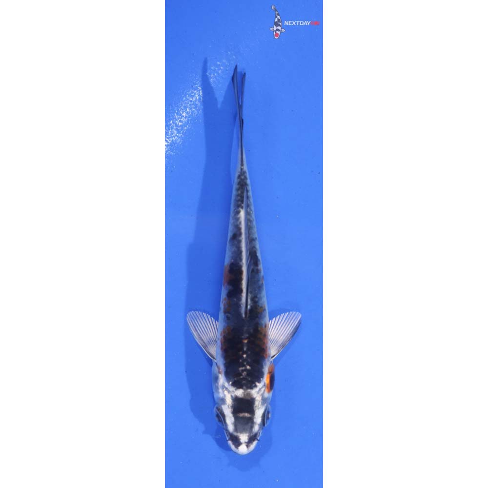 4” Imported Kujaku