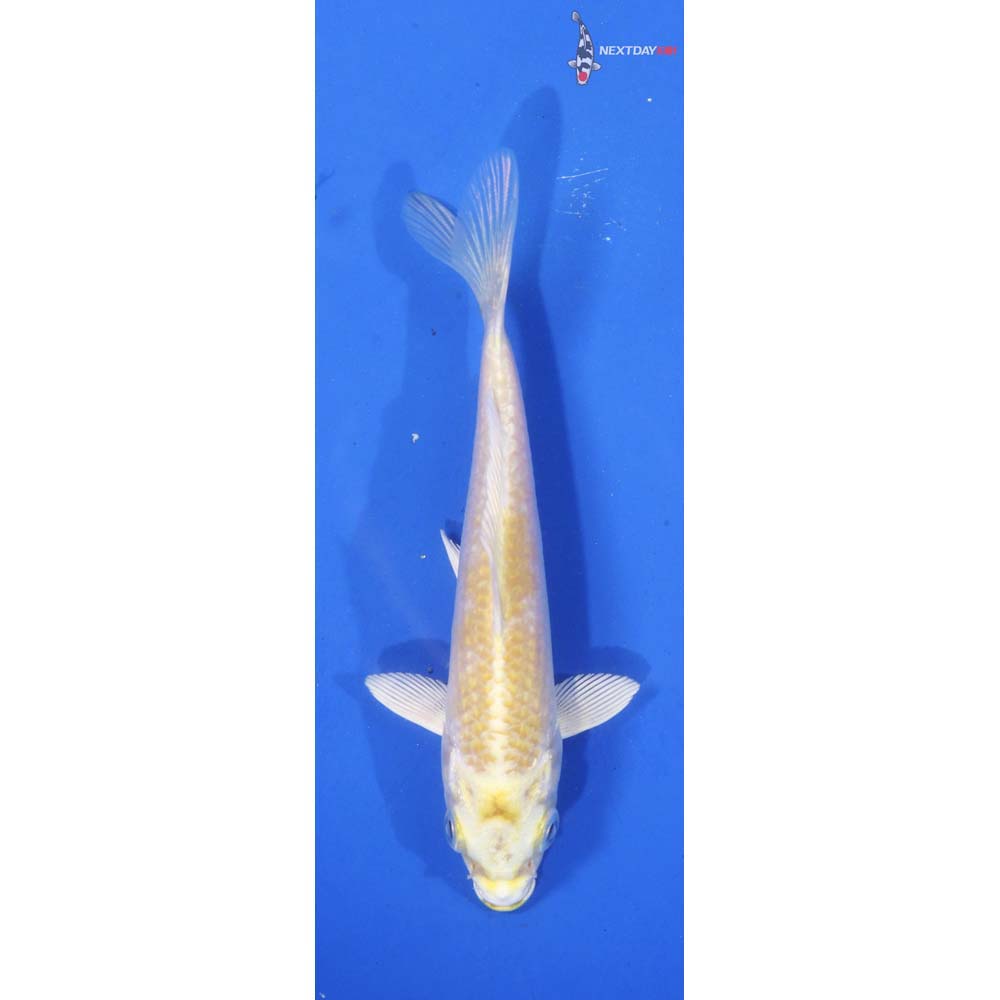 4.5” Imported Lemon Hariwake