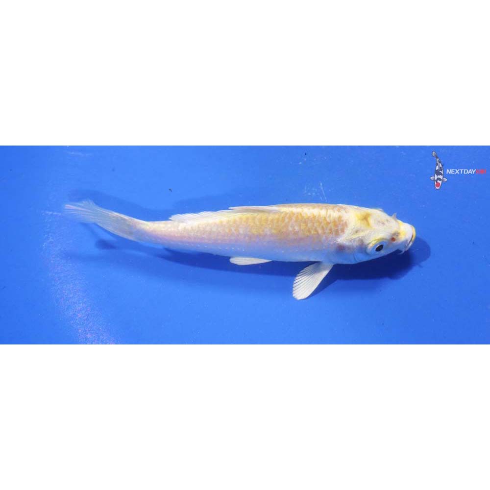 4.5” Imported Lemon Hariwake