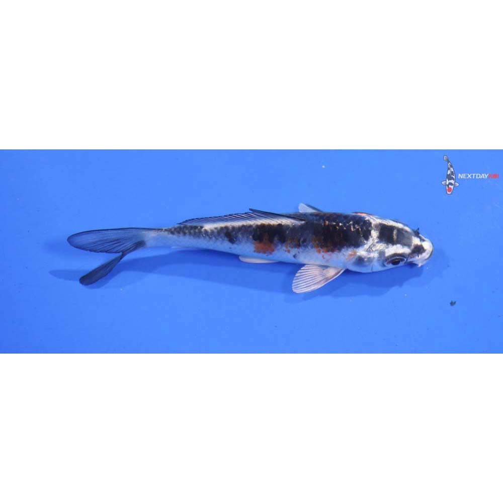 4” Imported Kujaku