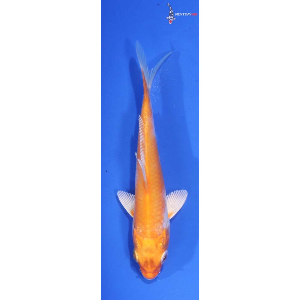 4.5” Imported Hariwake