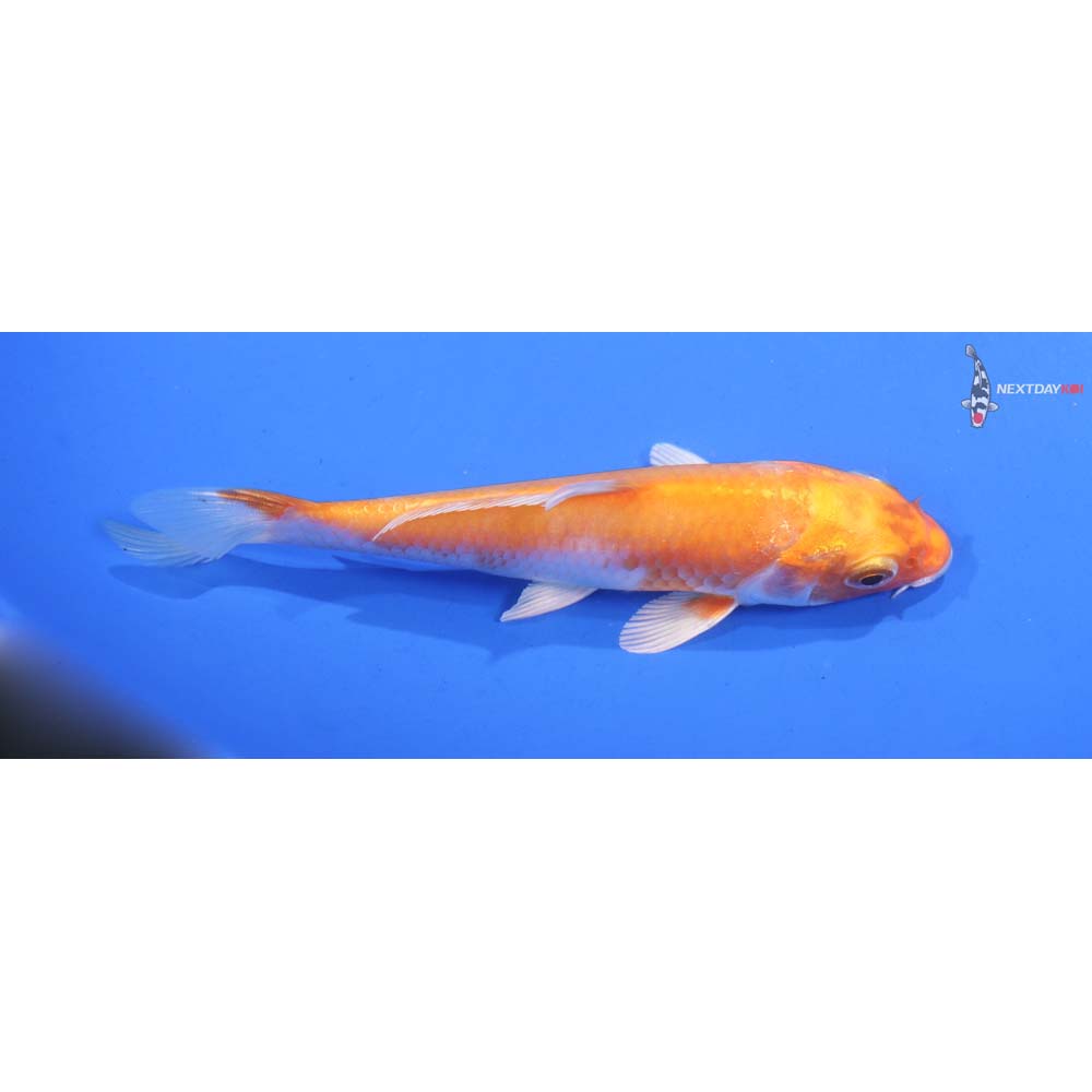 4.5” Imported Hariwake