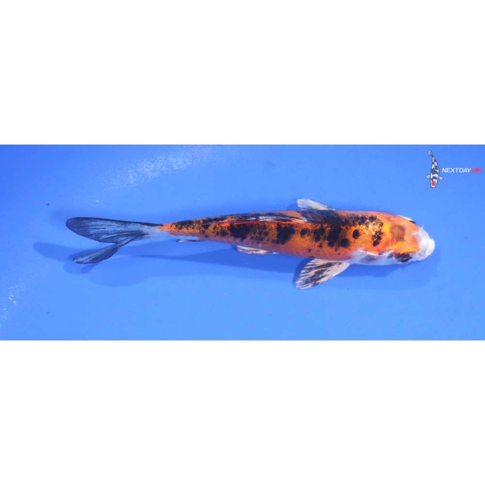5” Imported Yamato Nishiki