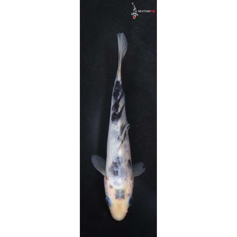 5.5” Imported Shiro Bekko