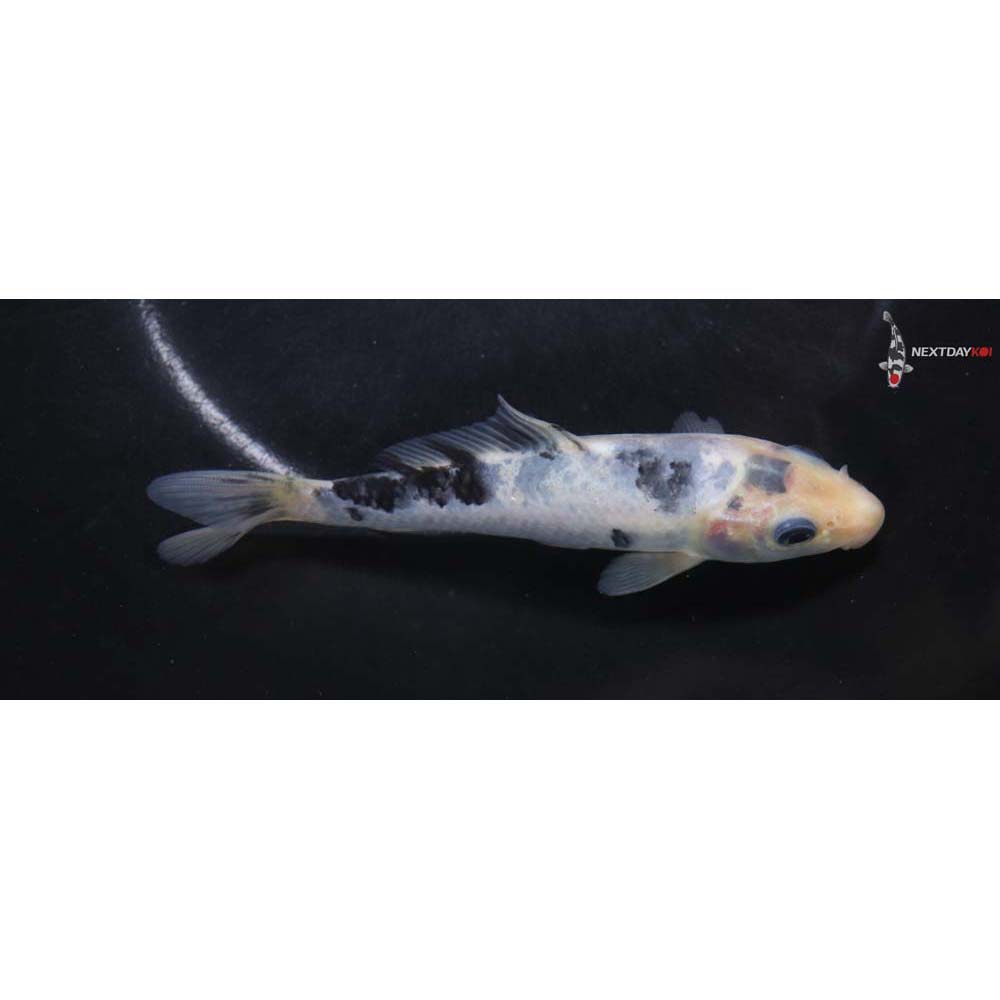5.5” Imported Shiro Bekko