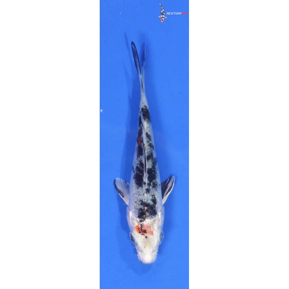 3.5” Imported Yamato Nishiki