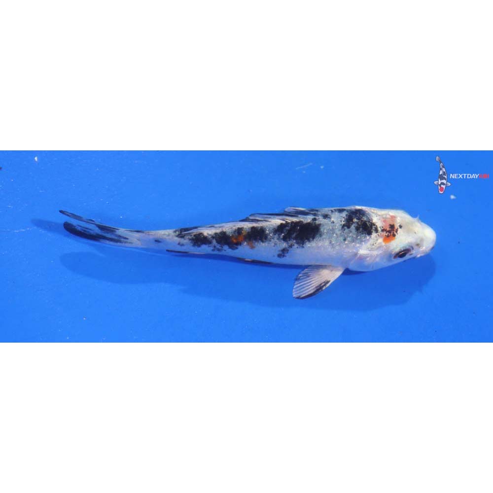 3.5” Imported Yamato Nishiki