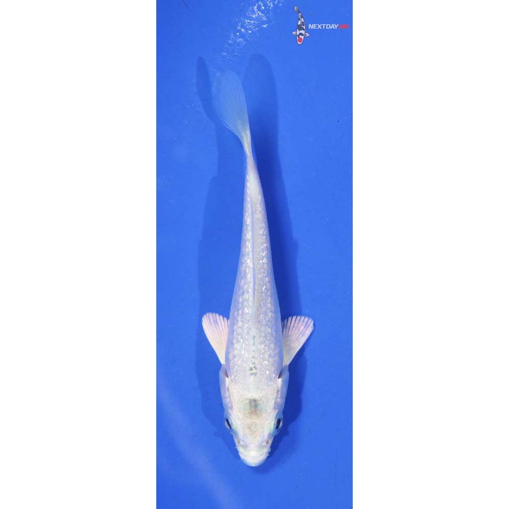 3.5” Imported Gin Rin Platinum Ogon