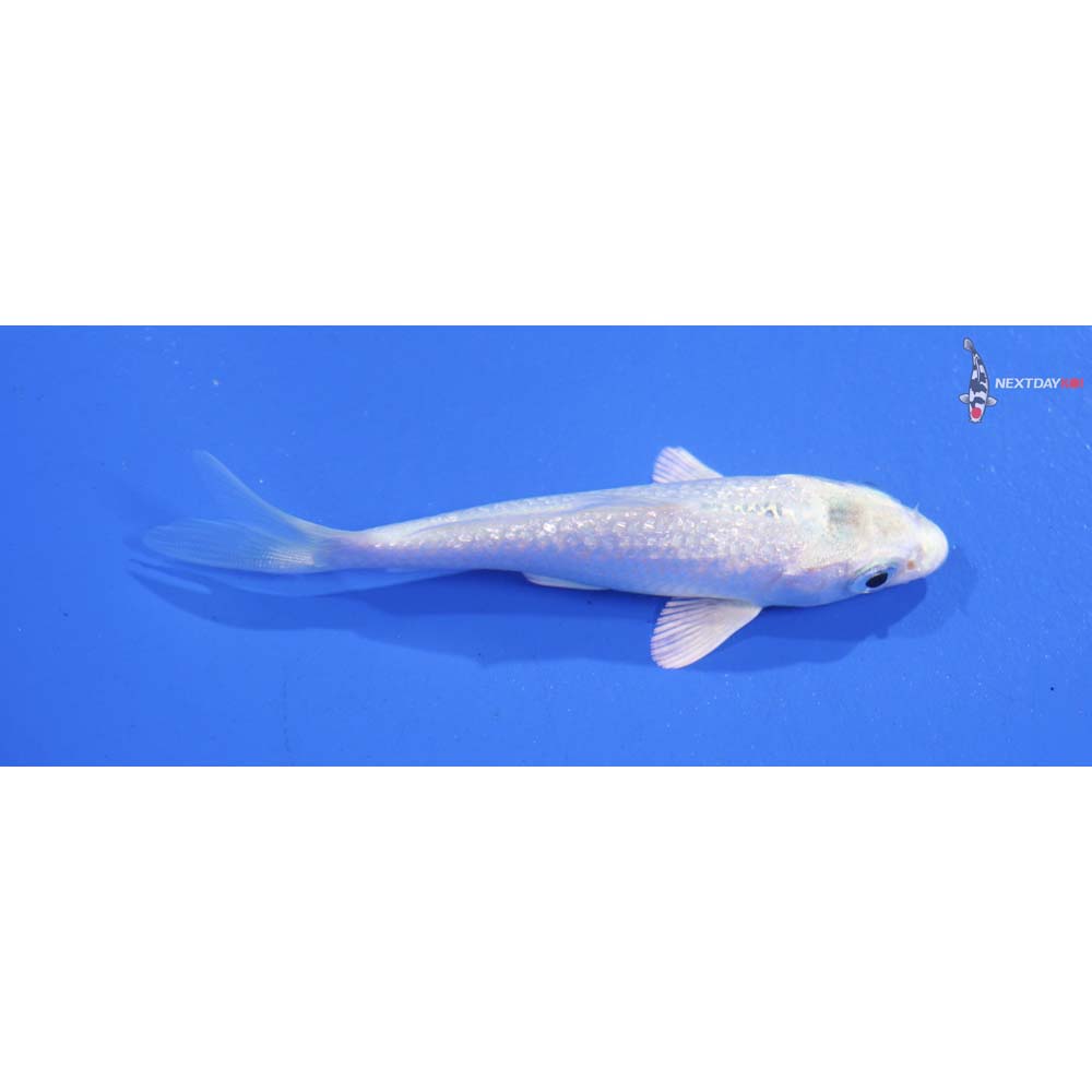 3.5” Imported Gin Rin Platinum Ogon