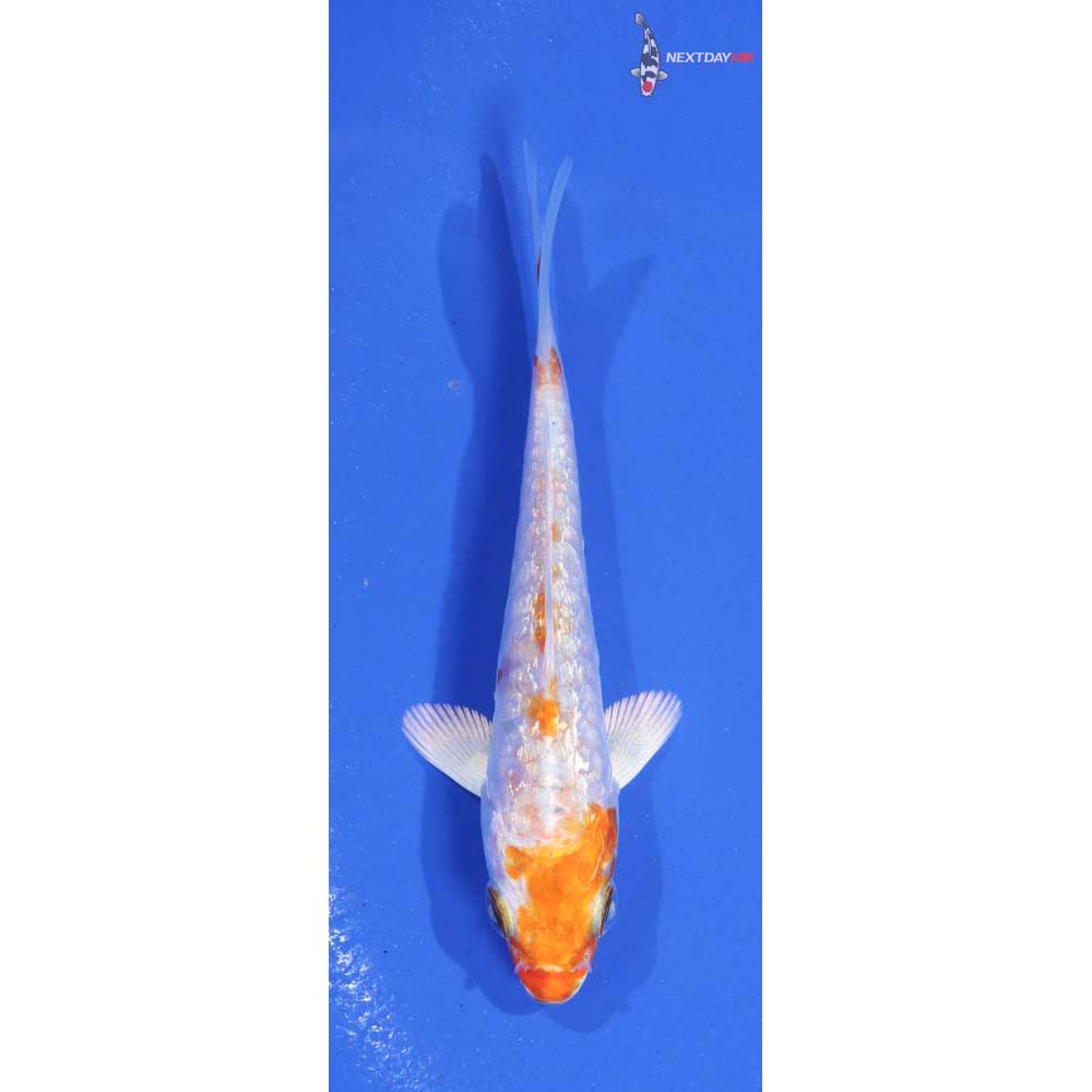 3.5” Imported Gin Rin Kikusui