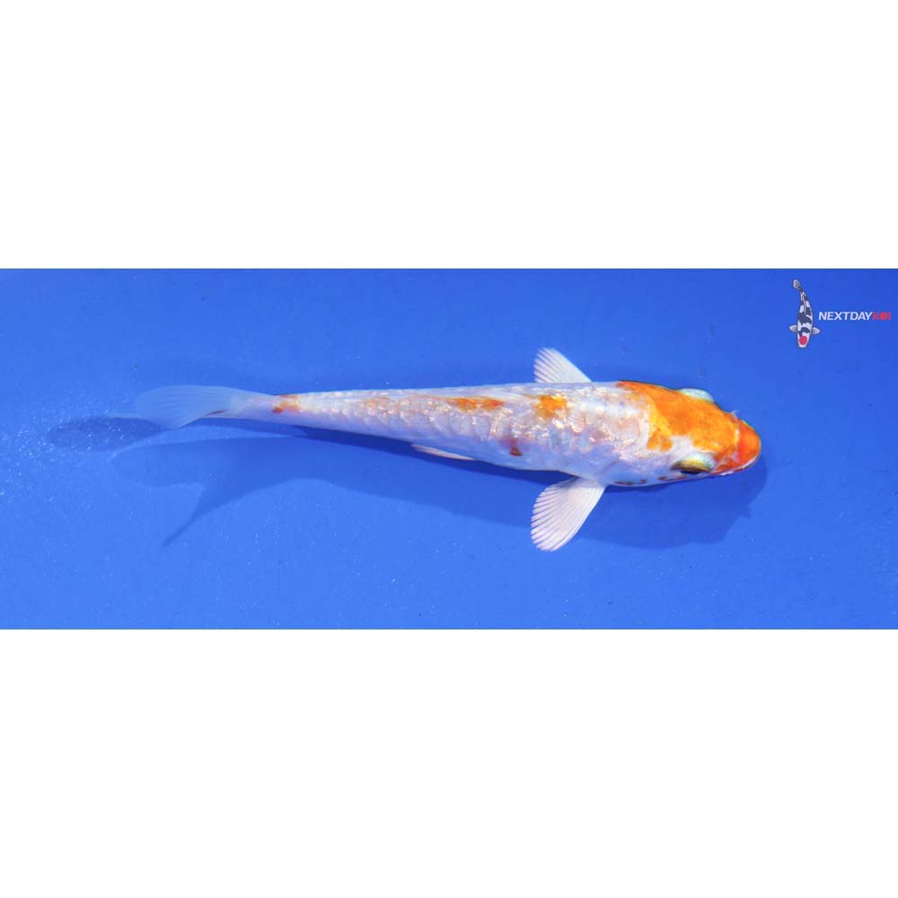 3.5” Imported Gin Rin Kikusui