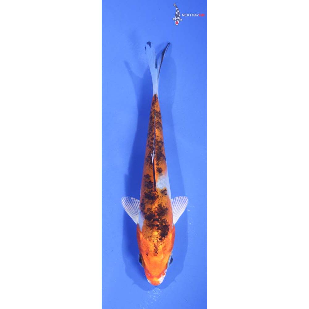 5” Imported Yamato Nishiki