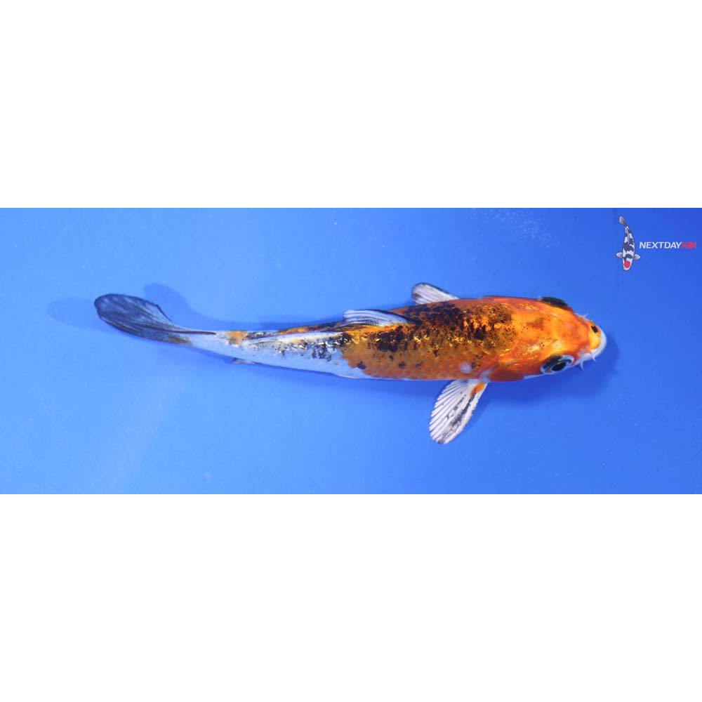 4” Imported Yamato Nishiki