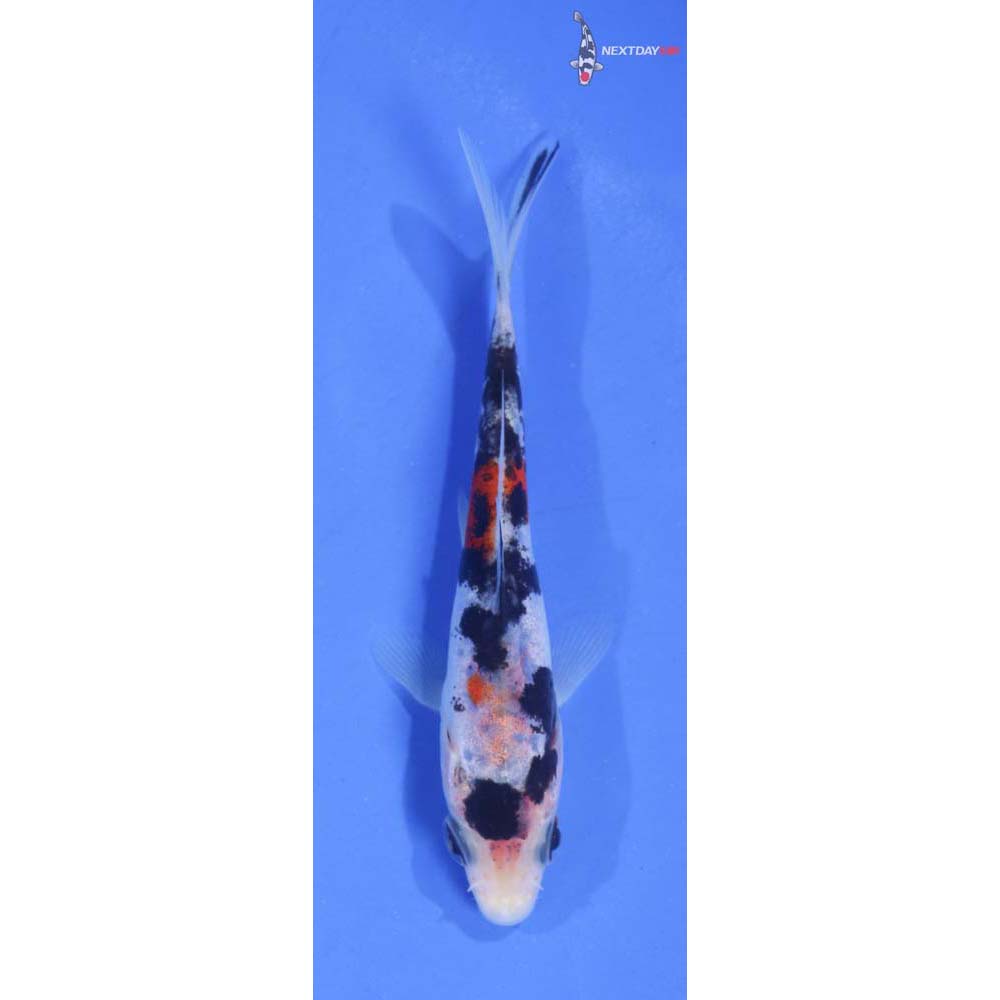 4” Imported Doitsu Sanke