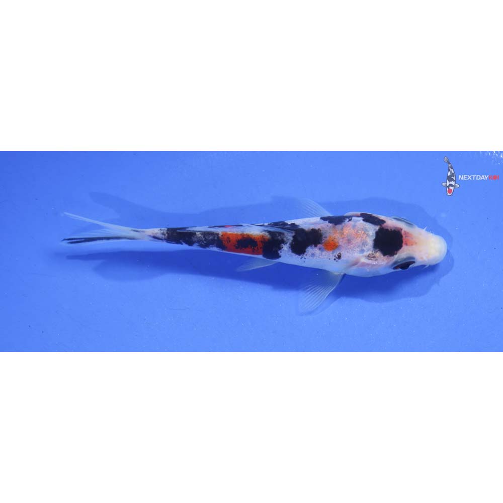 4” Imported Doitsu Sanke