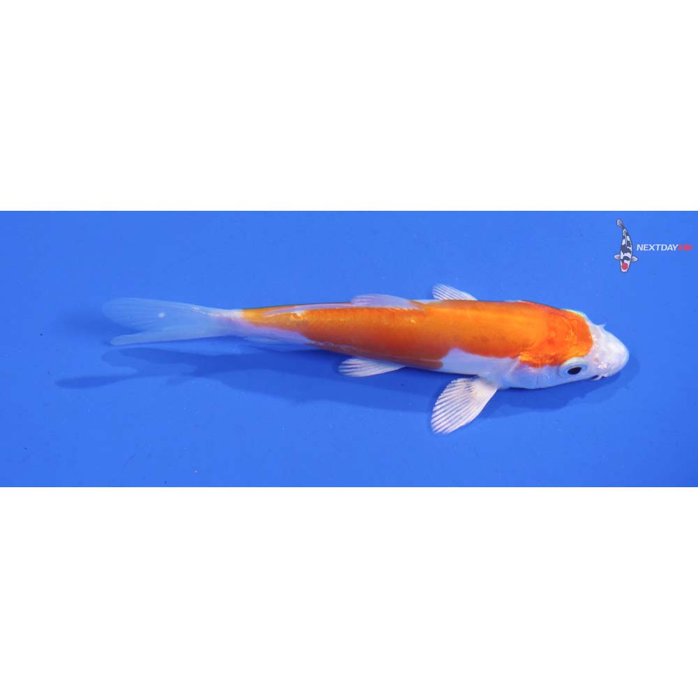 4” Imported Hariwake