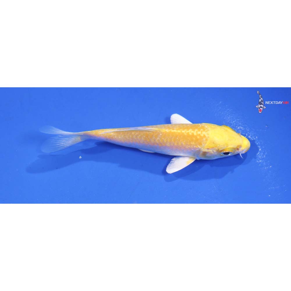 4” Imported Lemon Hariwake
