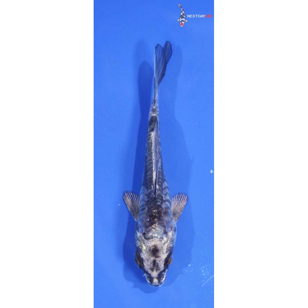 4” Imported Doitsu Kujaku