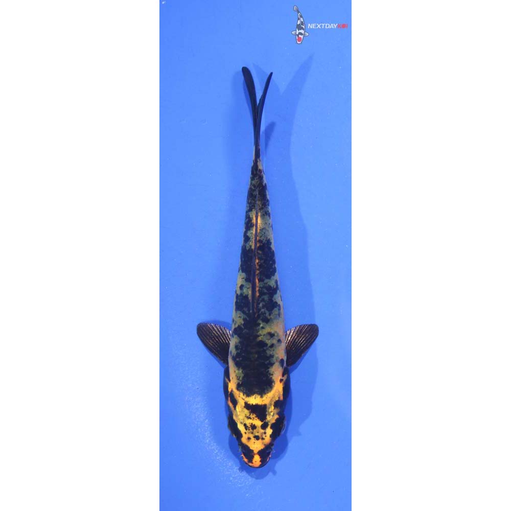 4.5” Imported Kin Ki Utsuri