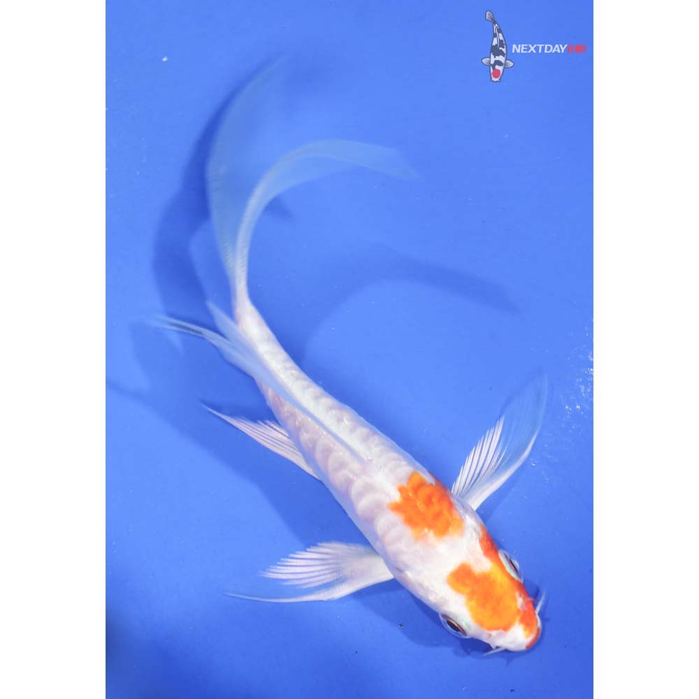 4” Imported Armor Scaled Hariwake Butterfly Koi