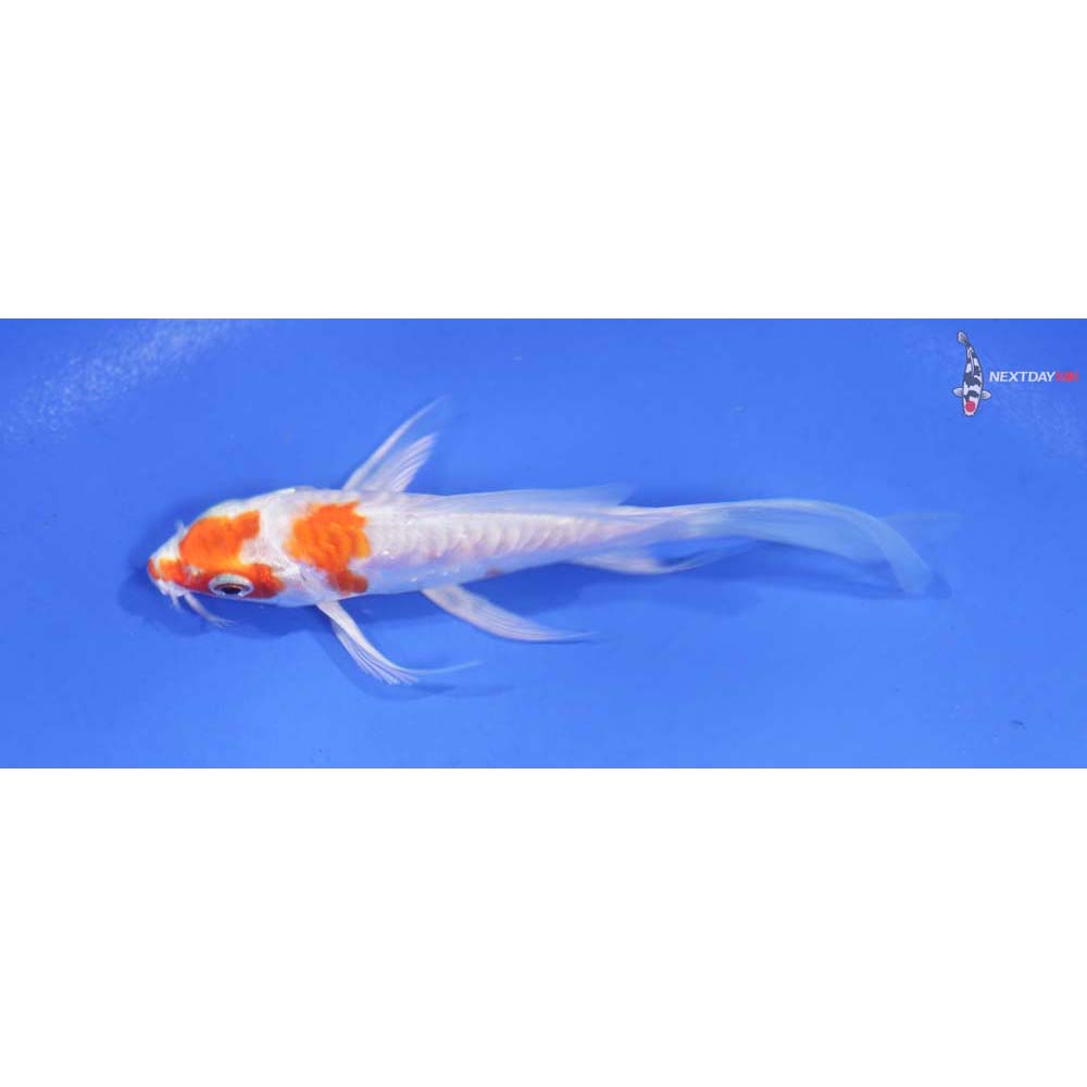 4” Imported Armor Scaled Hariwake Butterfly Koi