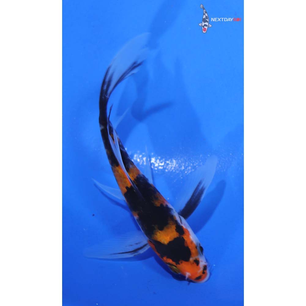 4” Imported Hi Utsuri Butterfly Koi