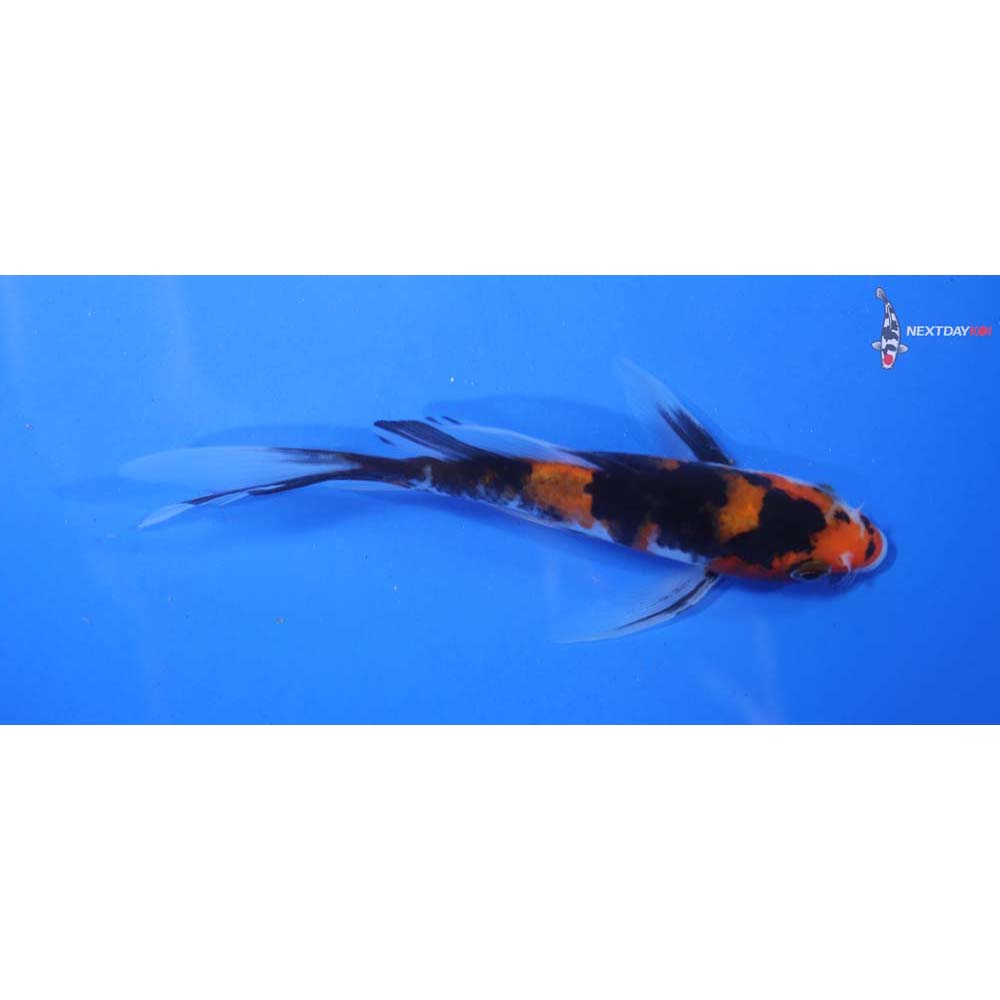 4” Imported Hi Utsuri Butterfly Koi