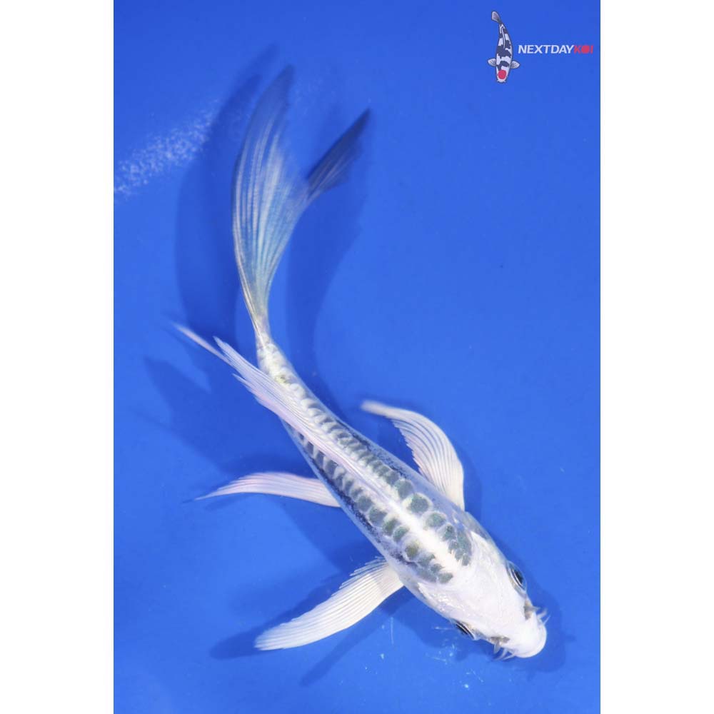 4.5” Imported Gin Doitsu Matsuba Butterfly Koi